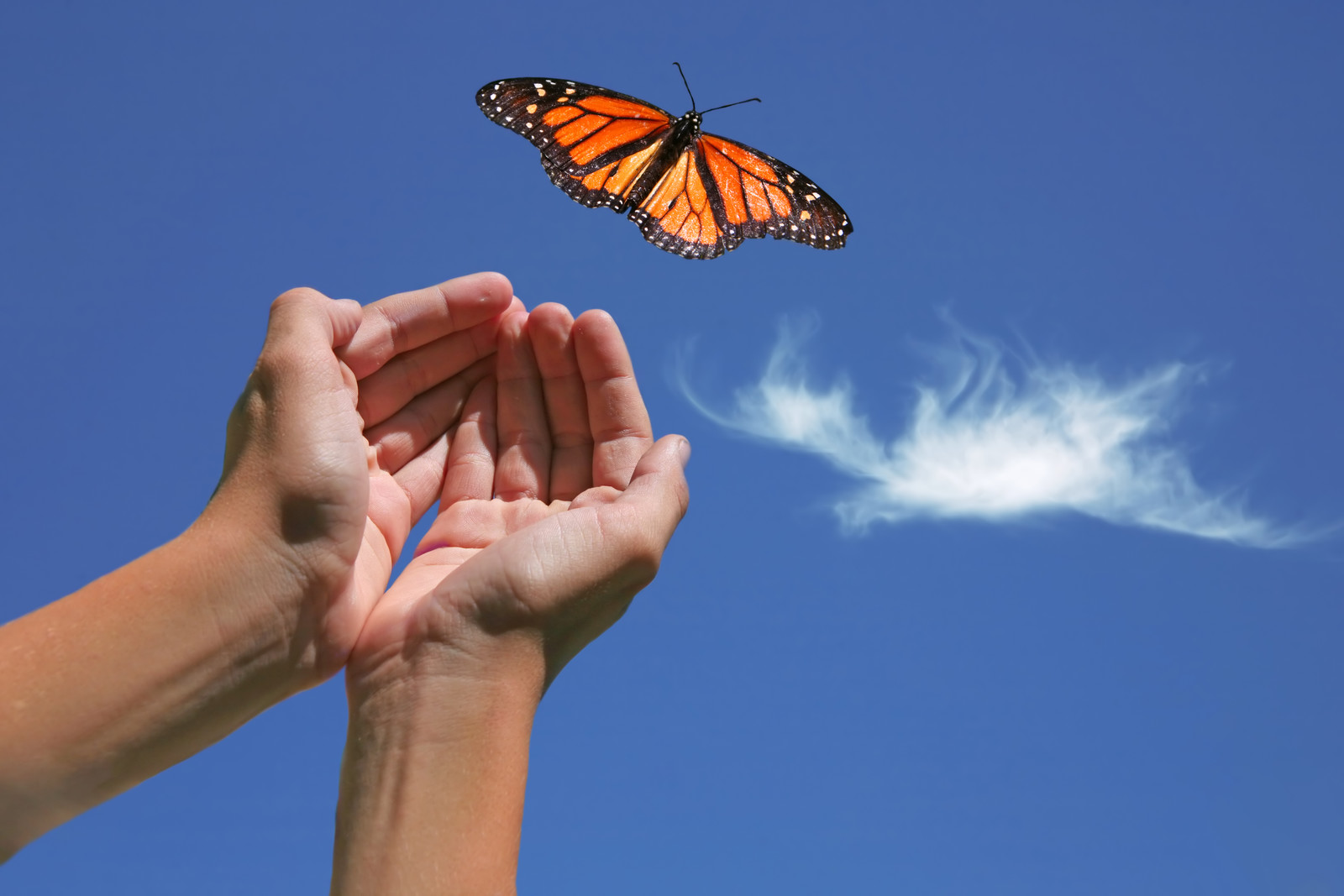 canstockphotobutterfly