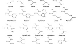 Chemical Formulas of the 20 Amino Acids