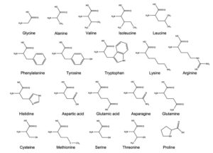 Chemical Formulas of the 20 Amino Acids